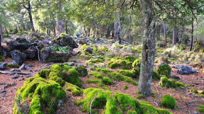 Kroustas Forest And The Natural Park