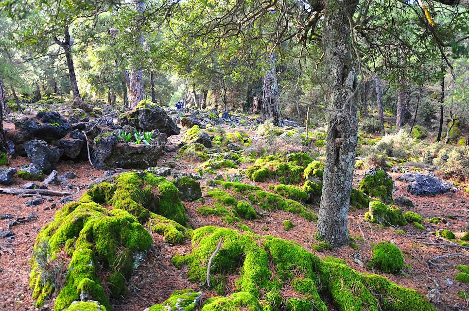 Kroustas Forest and the Natural Park